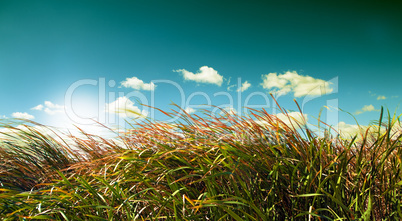 Blue sky and vegetation