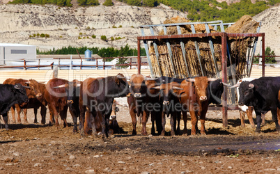 Bulls on a farm