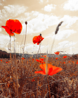 poppies