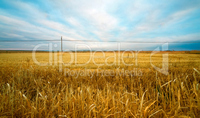 Wheat field