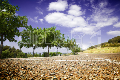 Landscape with road and trees
