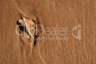 still life leave and sand