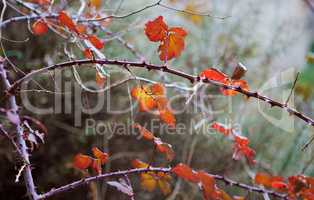 branches and leaves