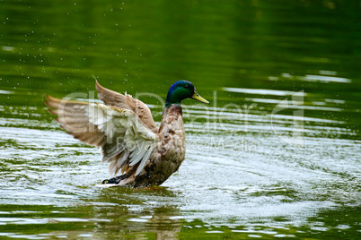 Wild duck swims in lake