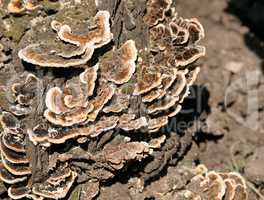 Mushroom colony on a tree