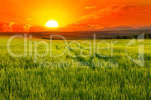 Beautiful sunset on wheat field