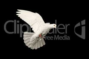 white dove flying symbol of love isolated on black background