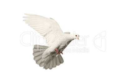 white dove flying symbol of love isolated on  background