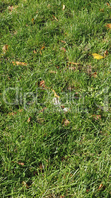 Green grass texture background - vertical