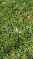 Green grass texture background - vertical