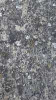 Grey concrete texture background with moss - vertical