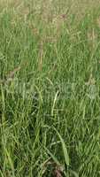 Meadow grass