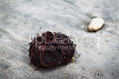 Seaweed Roots