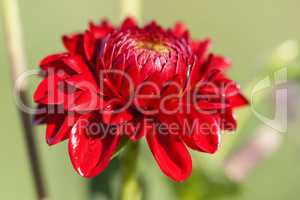 Rote Dahlie - Blüte