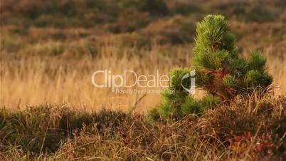 Small pine tree in heathland in denmark / romo