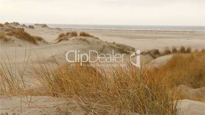 Marram grass blowing in the wind in front of dune coast in romo, denmark