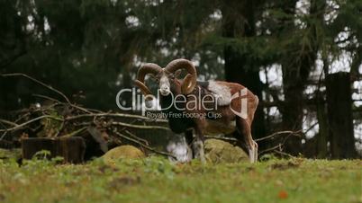 European mouflon stands on grassland looking around