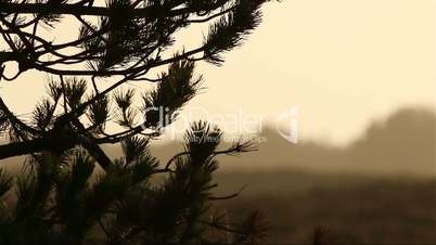 Pine in sunset in romo, denmark in front of heathland