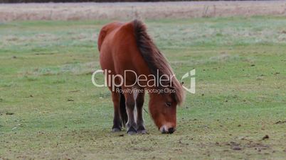 Young pony horse grazing and chewing on meadow closeup