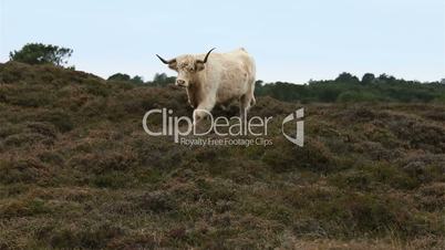 Galloway cattle trots towards camera in heahtland