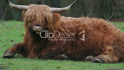 European highland cattle sitting on the grass and chewing