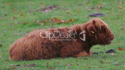 Highland cattle sitting on meadow and chewing