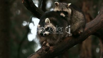 Two raccoons playing and fighting on a tree in nature closeup