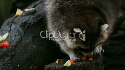 Raccoon collects food closeup
