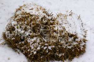 Winter im Garten