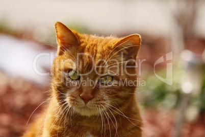 Close up photo of red cat with yellow eyes looking straight towards camera.