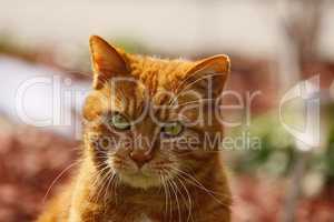 Close up photo of red cat with yellow eyes looking straight towards camera.