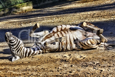 Zebra rolling around in the dirt