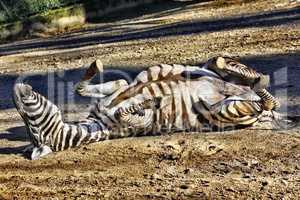 Zebra rolling around in the dirt