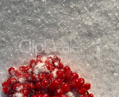 Brush red ripe viburnum white glittering snow