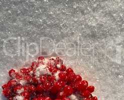 Brush red ripe viburnum white glittering snow