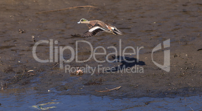 Green winged teal, Anas crecca