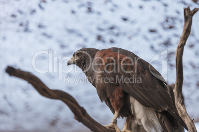 Harris’ Hawk, Parabuteo unicinctus harrisi, is a bird of prey