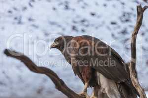 Harris’ Hawk, Parabuteo unicinctus harrisi, is a bird of prey