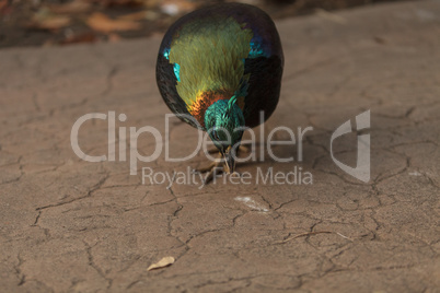 Himalayan Monal, Lophophorus impeyanus