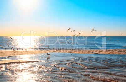 seagulls on the beach