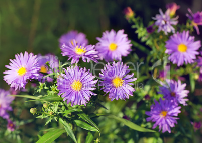 aster flowers