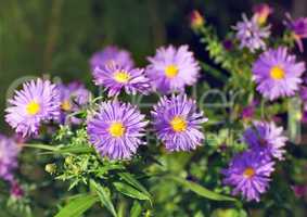 aster flowers