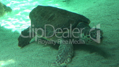 Sea Turtle Resting On Seabed
