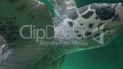 Amphibious Sea Turtle Swimming
