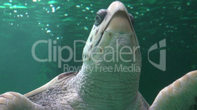 Amphibious Sea Turtle Swimming