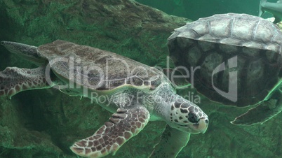 Sea Turtles And Other Marine Life