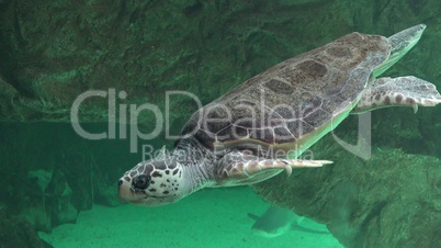 Sea Turtles And Other Marine Life