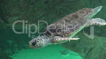 Sea Turtles And Other Marine Life