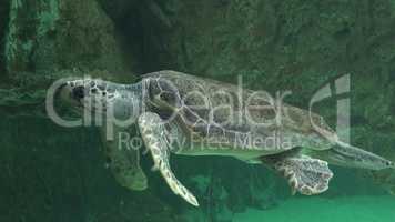 Sea Turtles And Other Marine Life