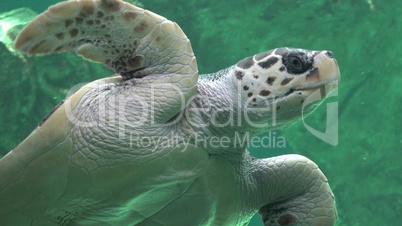 Sea Turtles Reptiles And Wildlife